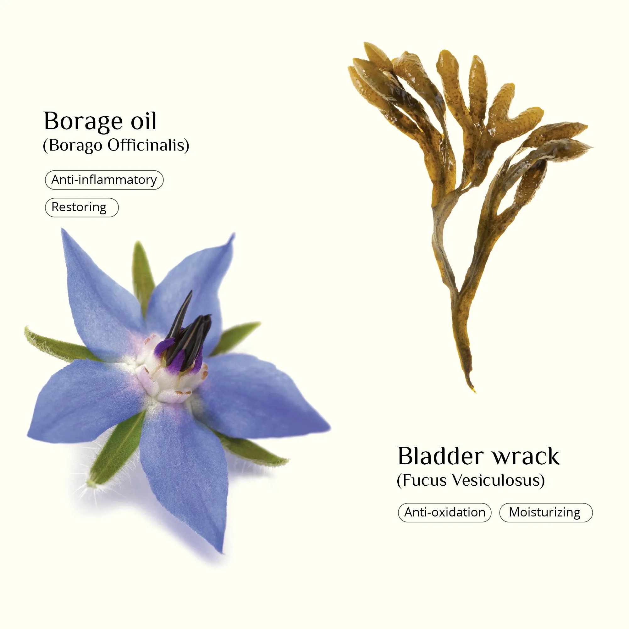 Restoring Facial Oil