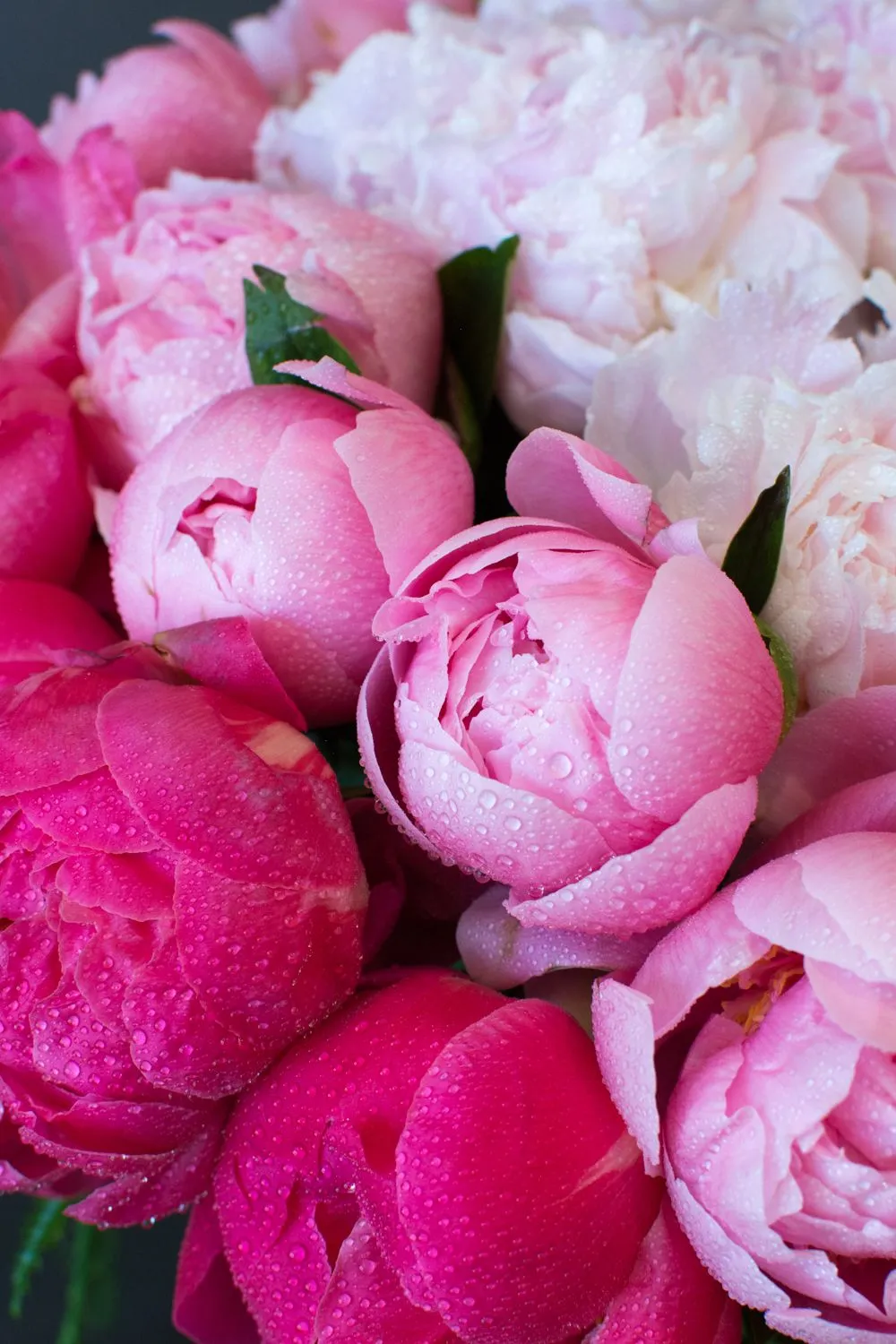 The Peony Trinity